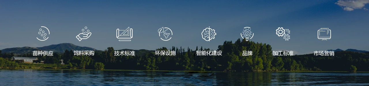 Longyang Zhixian Salmon (Rainbow Trout)