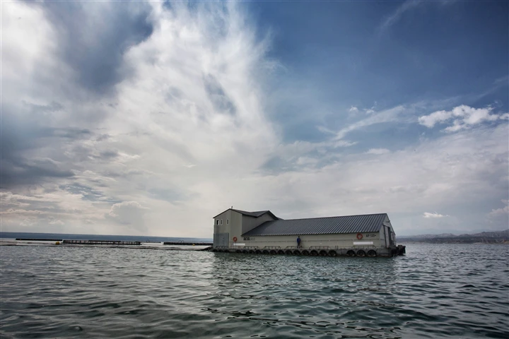 龙洋知鲜三文鱼(虹鳟)