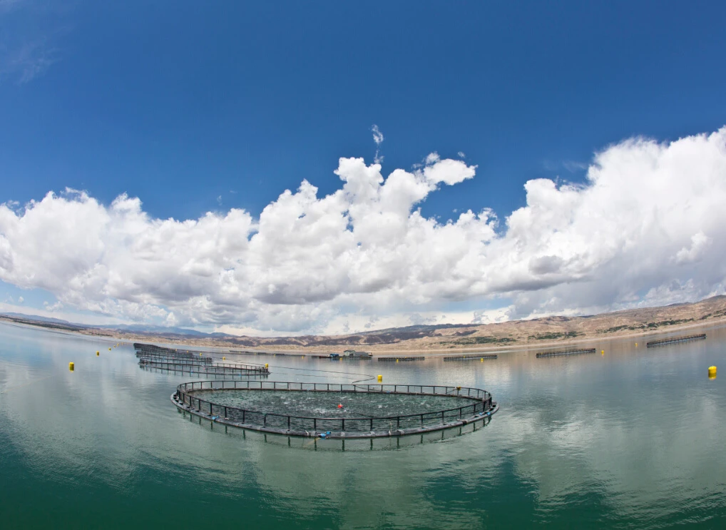Longyang Zhixian Salmon (Rainbow Trout)