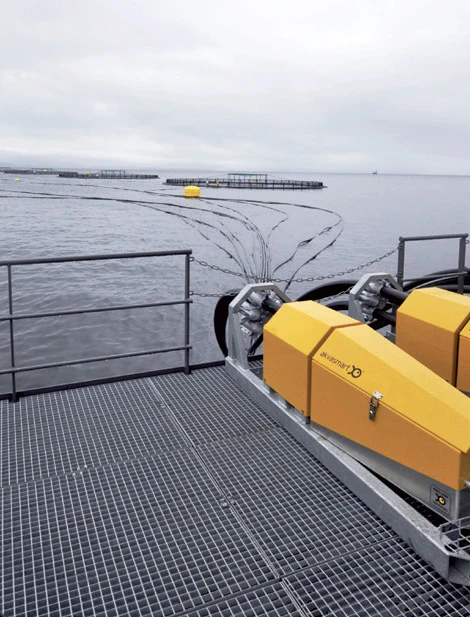 Longyang Zhixian Salmon (Rainbow Trout)