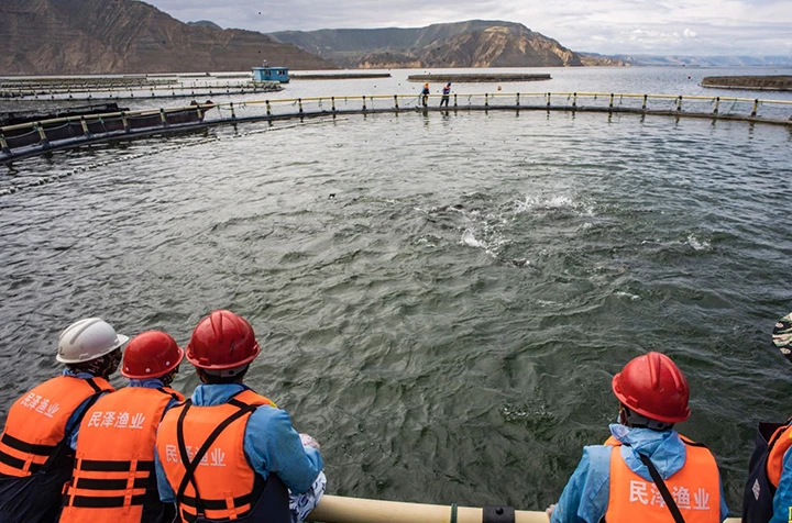 龙洋知鲜三文鱼(虹鳟)