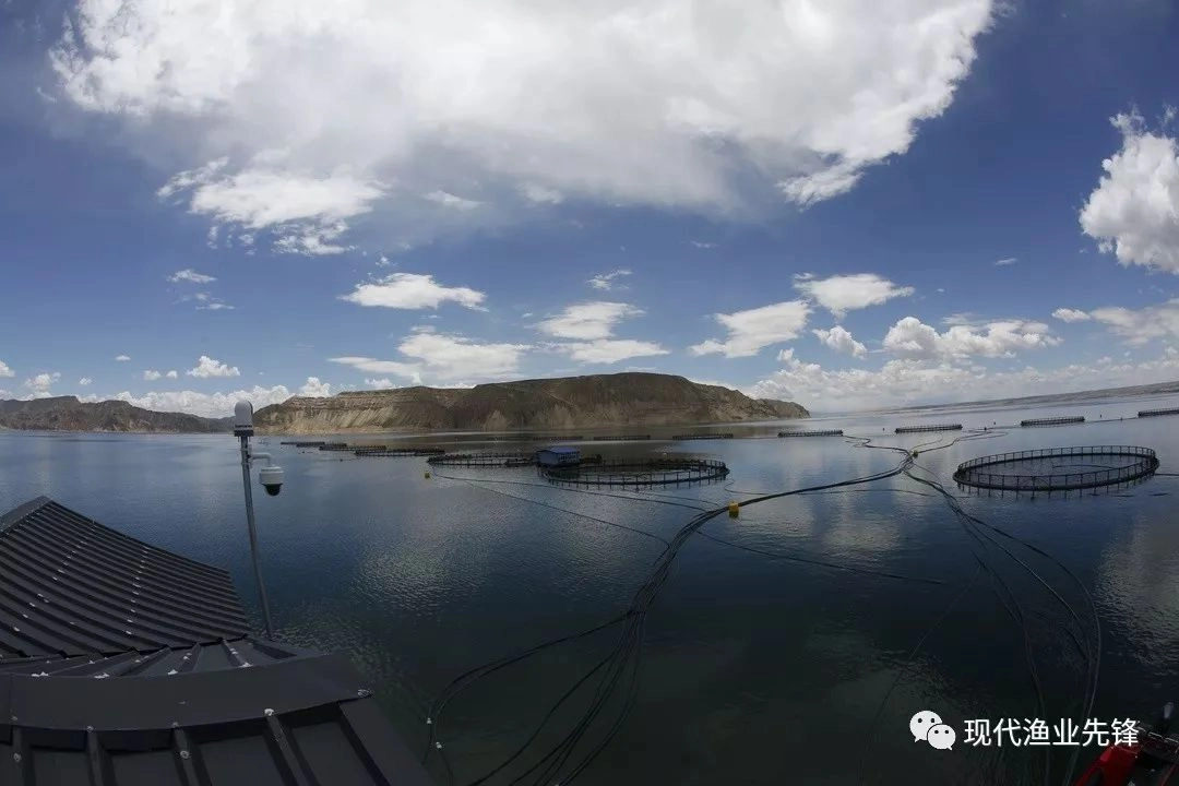 Intrafish focuses on the sustainable development of Longyang Gorge salmon