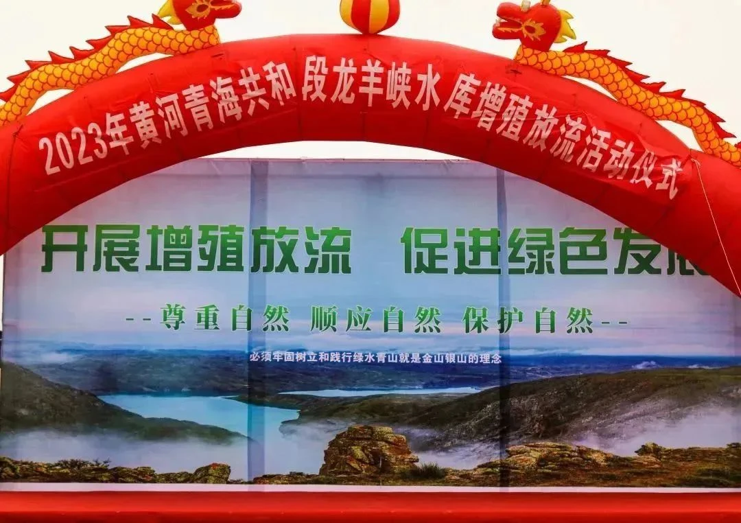 Breeding and releasing ecological fish fry in Longyang Gorge -- The breeding and releasing activities of indigenous fish in the Longyang Gorge section of the Yellow River in 2023 were successfully held