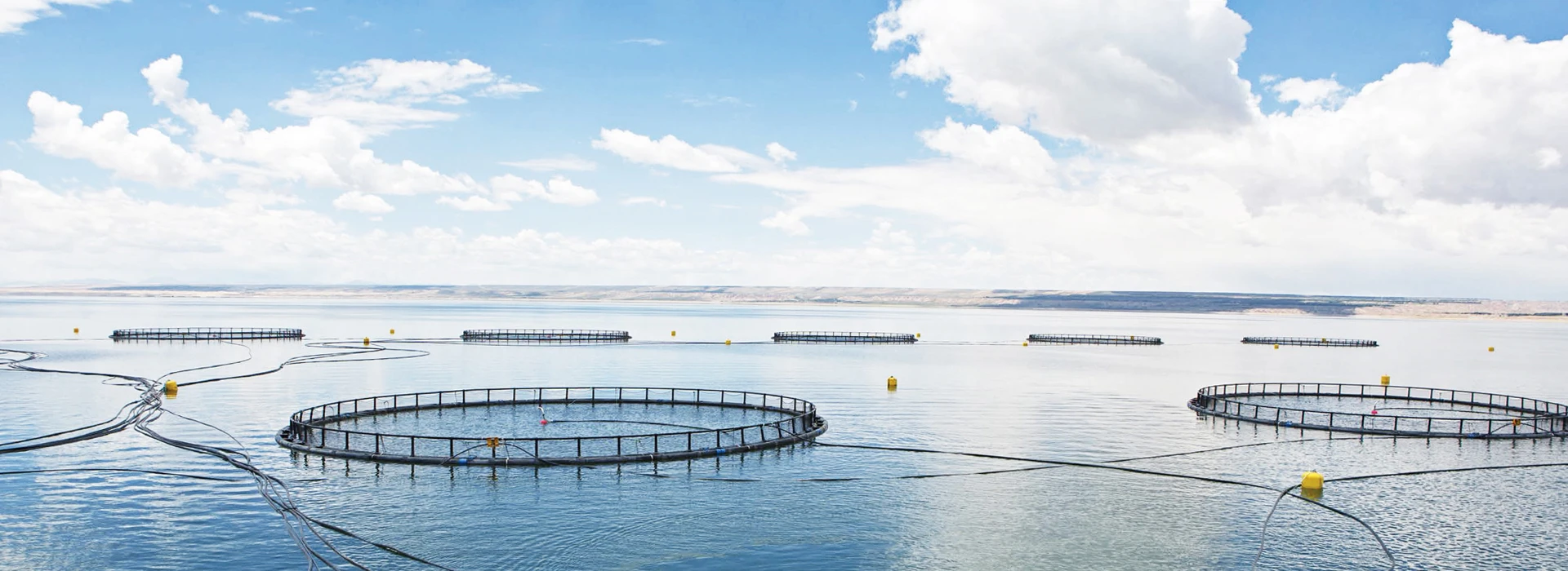 Longyang Zhixian Salmon (Rainbow Trout)
