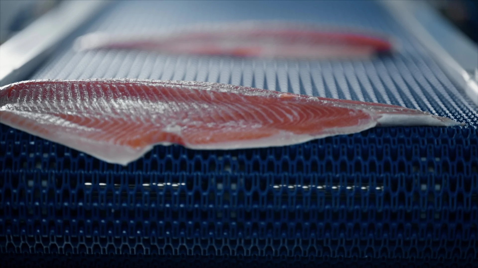 Longyang Zhixian Salmon (Rainbow Trout)