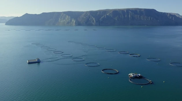 Longyang Zhixian Salmon (Rainbow Trout)