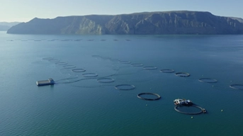 龙洋知鲜三文鱼(虹鳟)