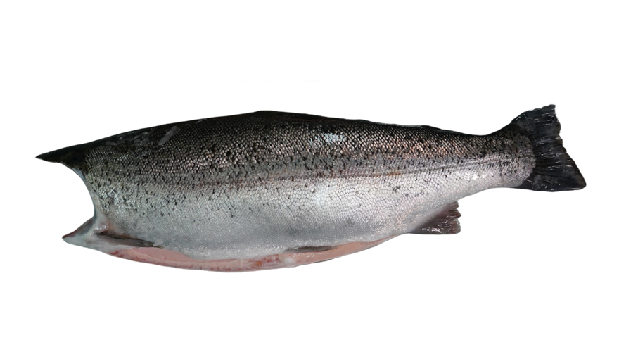 Longyang Zhixian Salmon (Rainbow Trout)