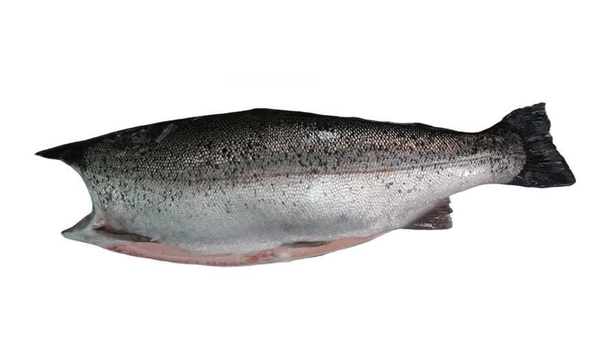 Longyang Zhixian Salmon (Rainbow Trout)
