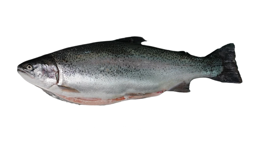 Longyang Zhixian Salmon (Rainbow Trout)