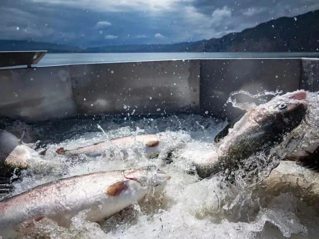 海峡两岸现代农业·花卉博览会 (4).webp 海峡两岸现代农业·花卉博览会 (4).webp